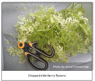 Elderberry (Sambucus nigra, S. canadensis)
